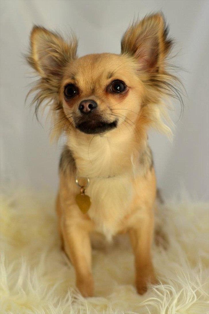 Chihuahua Alaia billede 12