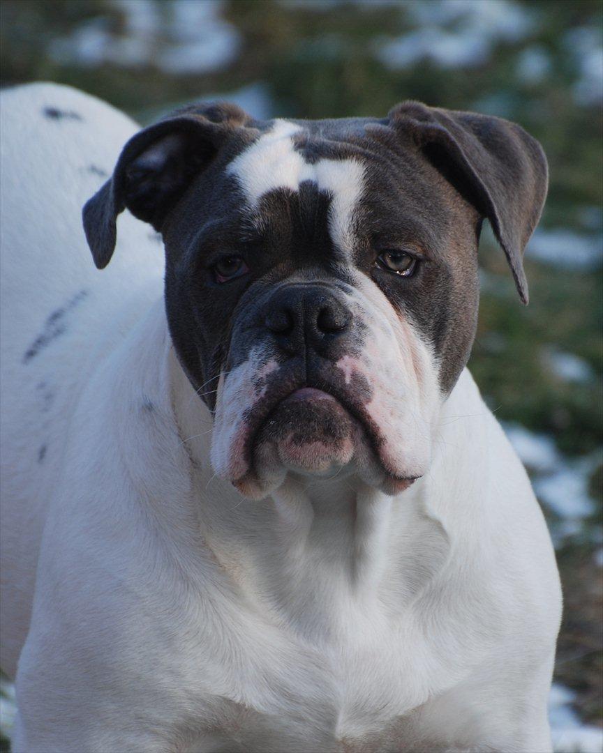 Olde english bulldogge Hugh Hefner - 5 mdr billede 9