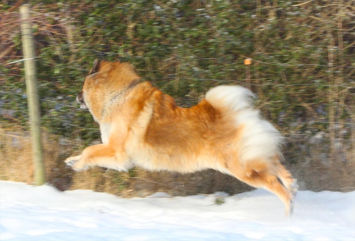 Eurasier Vænget's Call Me Lucky - Februar 2012 billede 18
