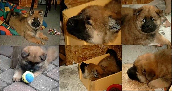 Eurasier Vænget's Call Me Lucky - Hvalpebilleder 2004 billede 20