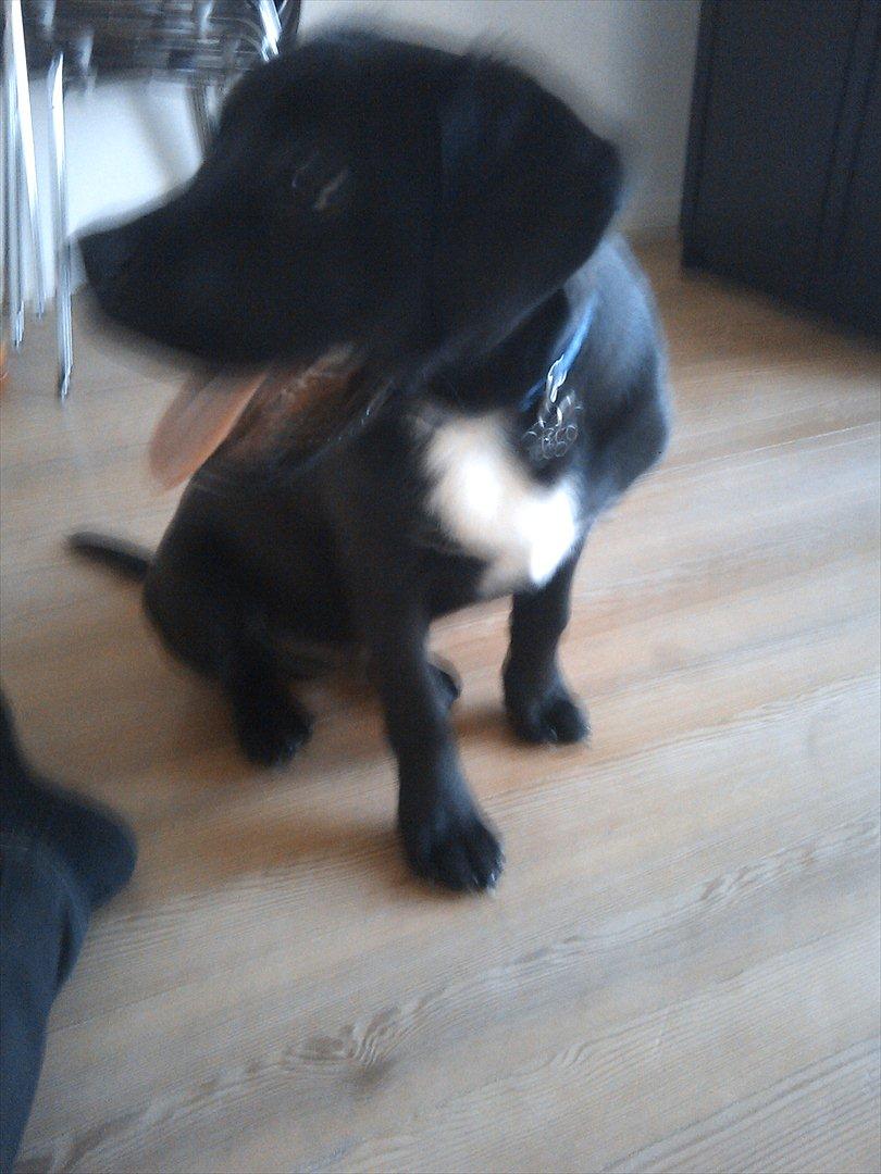 Blanding af racer *Teco* Dogo canario/Labrador  billede 6