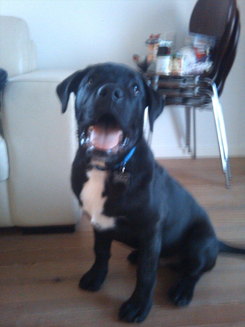 Blanding af racer *Teco* Dogo canario/Labrador  billede 7