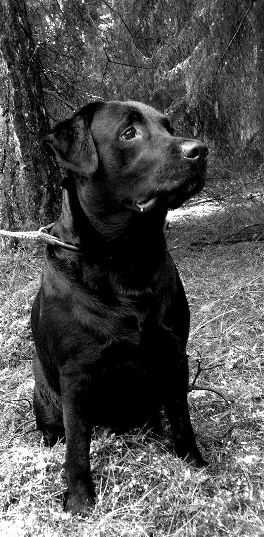 Labrador retriever Buddy billede 16