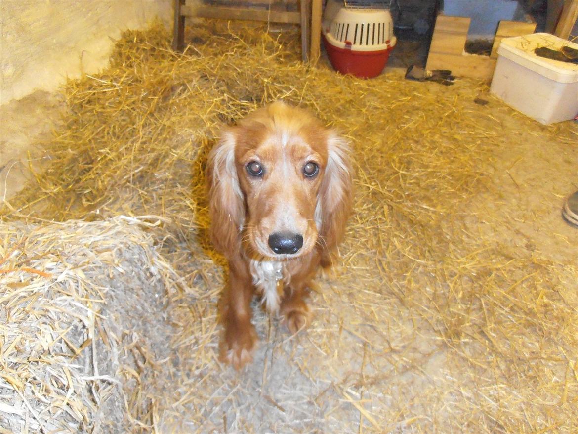 Cocker spaniel Hr. Larsen - Man er blevet en stor hund :-D billede 7