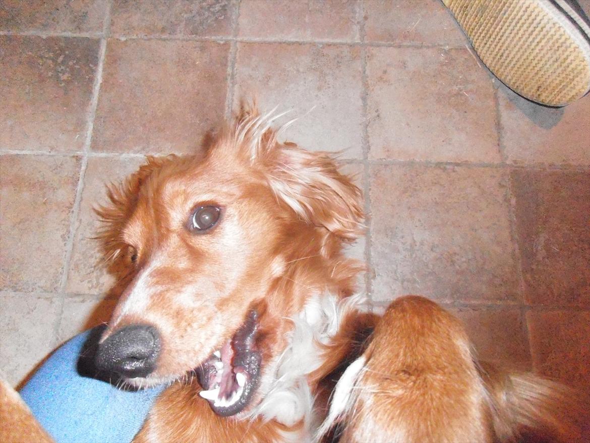 Cocker spaniel Hr. Larsen - Jeg driller Larsen.
(han sys det er sjovt) billede 2