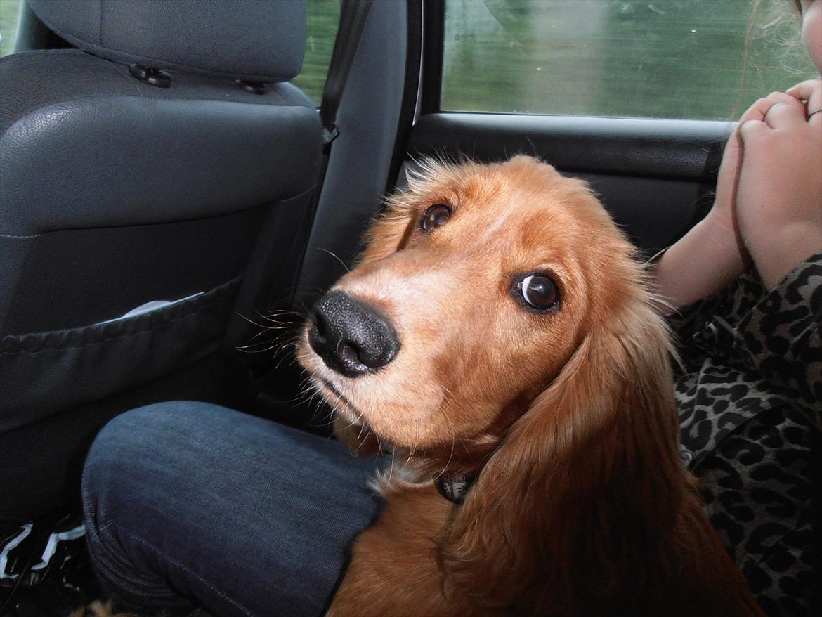 Cocker spaniel Hr. Larsen - Sagde du noget? billede 8
