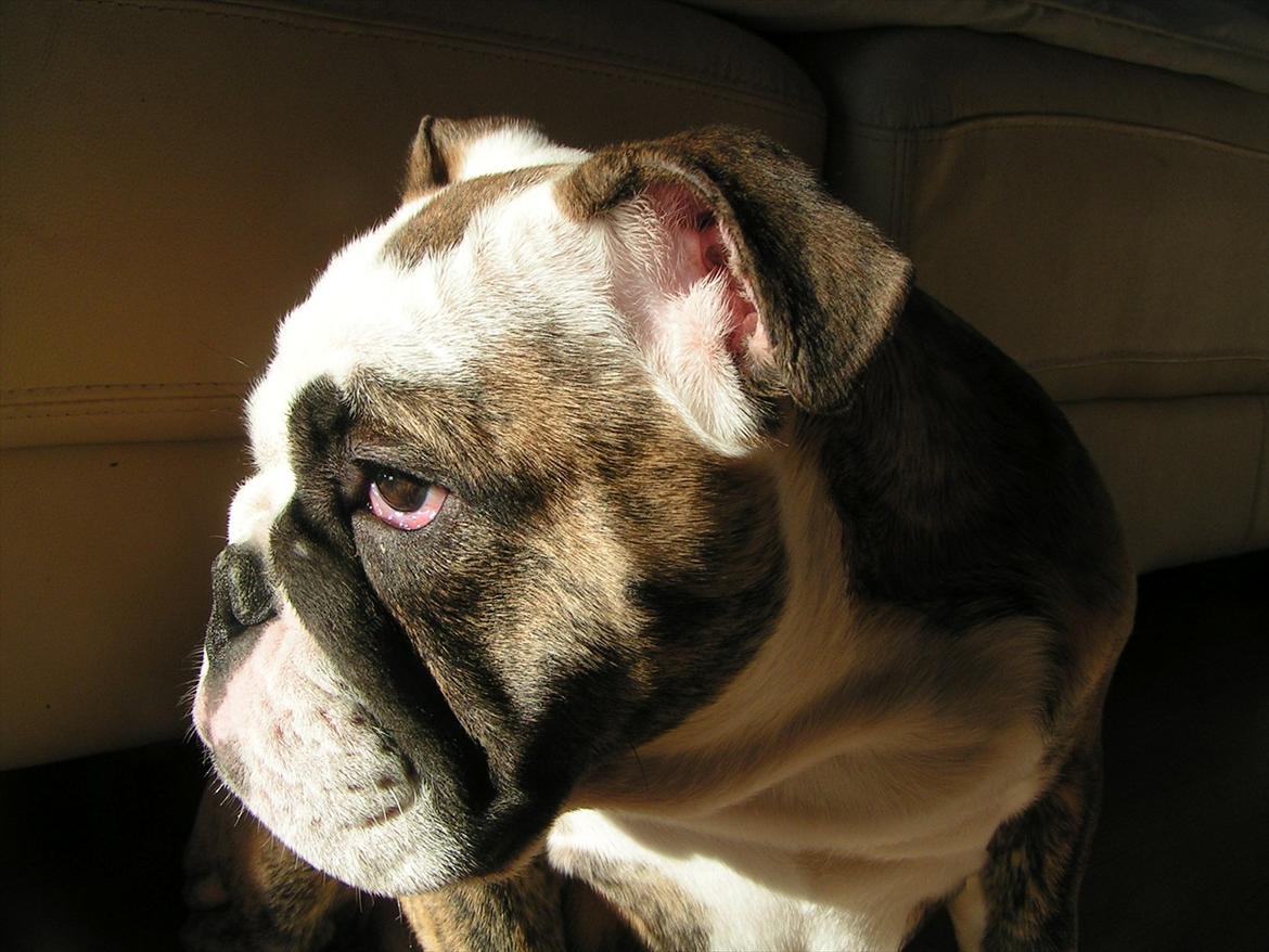 Engelsk bulldog Aurora "Fru. Flemming" billede 9