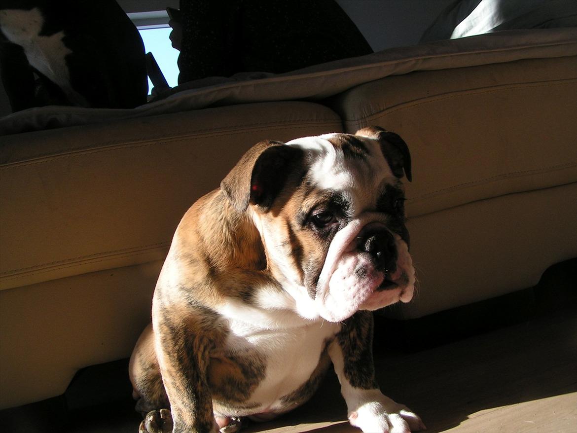 Engelsk bulldog Aurora "Fru. Flemming" billede 10