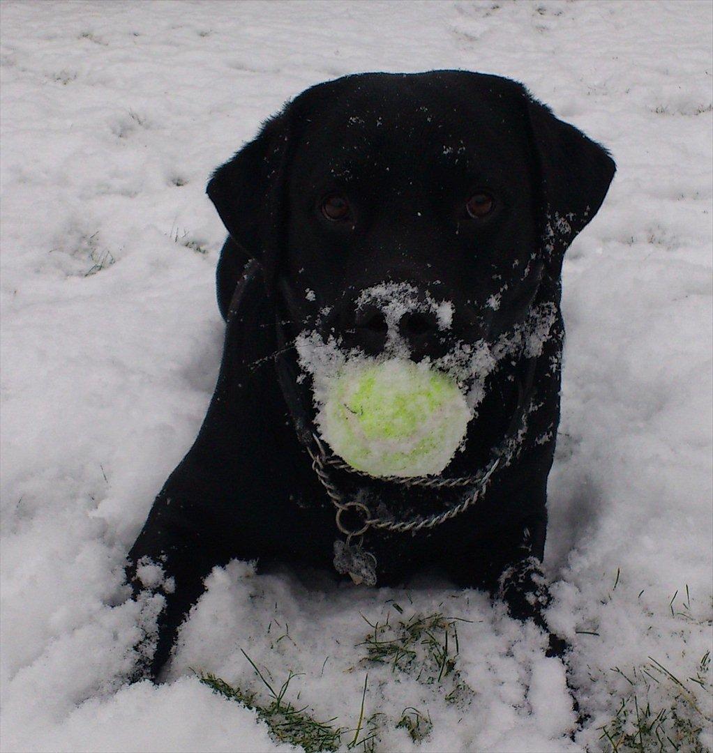 Labrador retriever Buddy billede 18