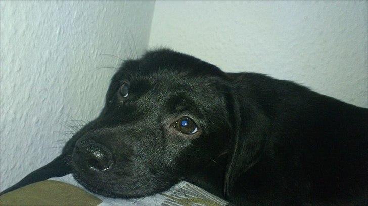 Blanding af racer Jazz billede 1