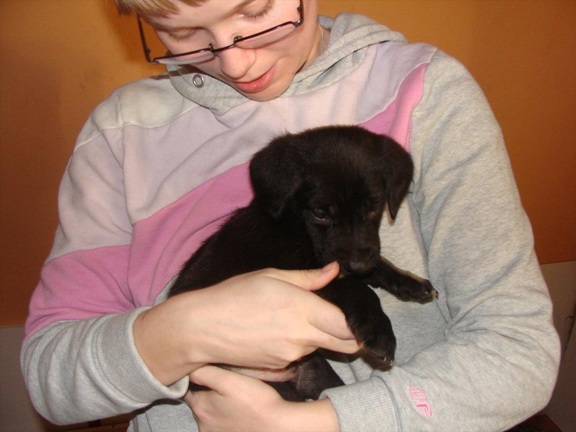 Blanding af racer Jazz - Jazz kun 5 uger gammel billede 2