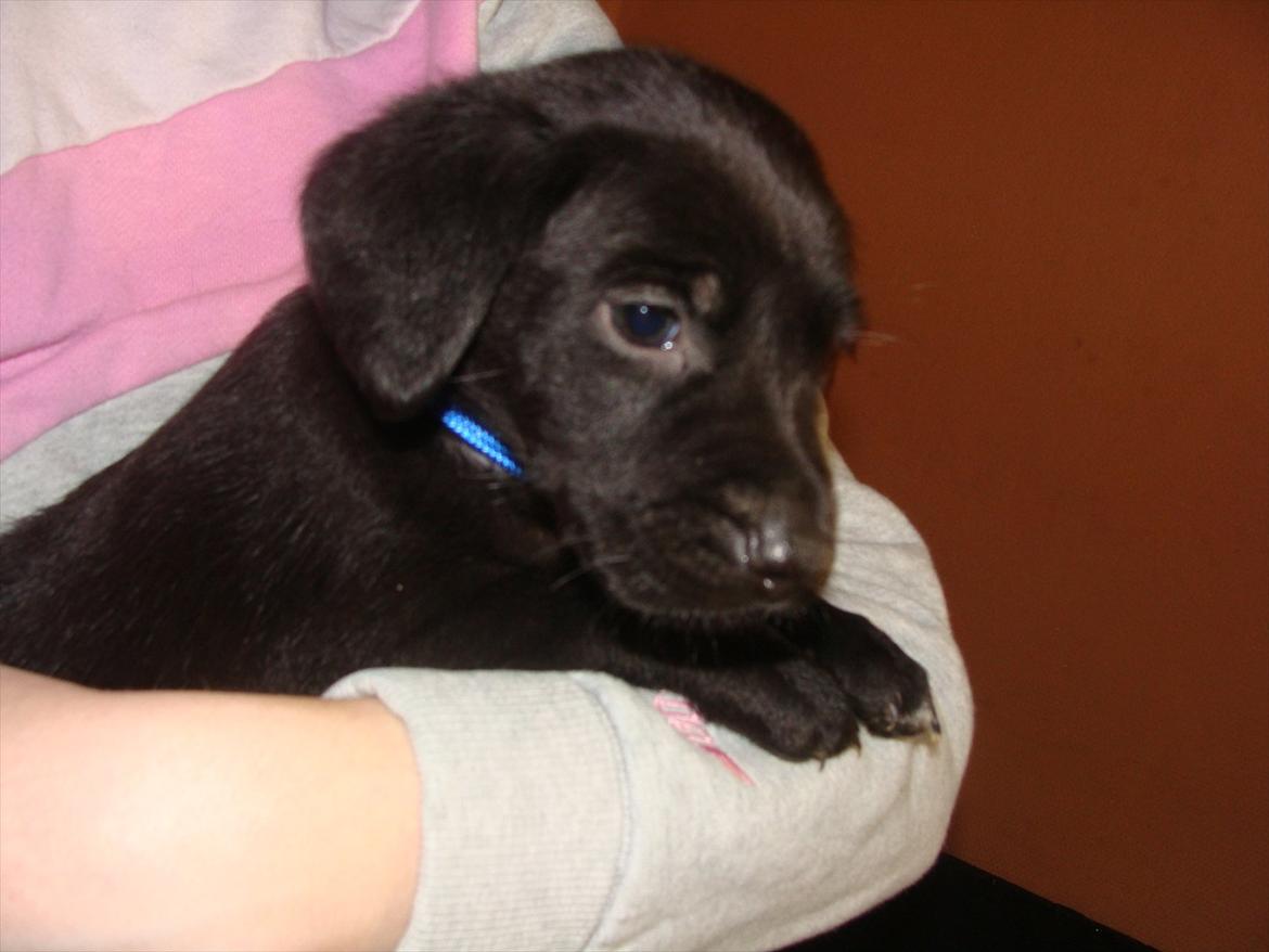 Blanding af racer Jazz - Hej med jer billede 3