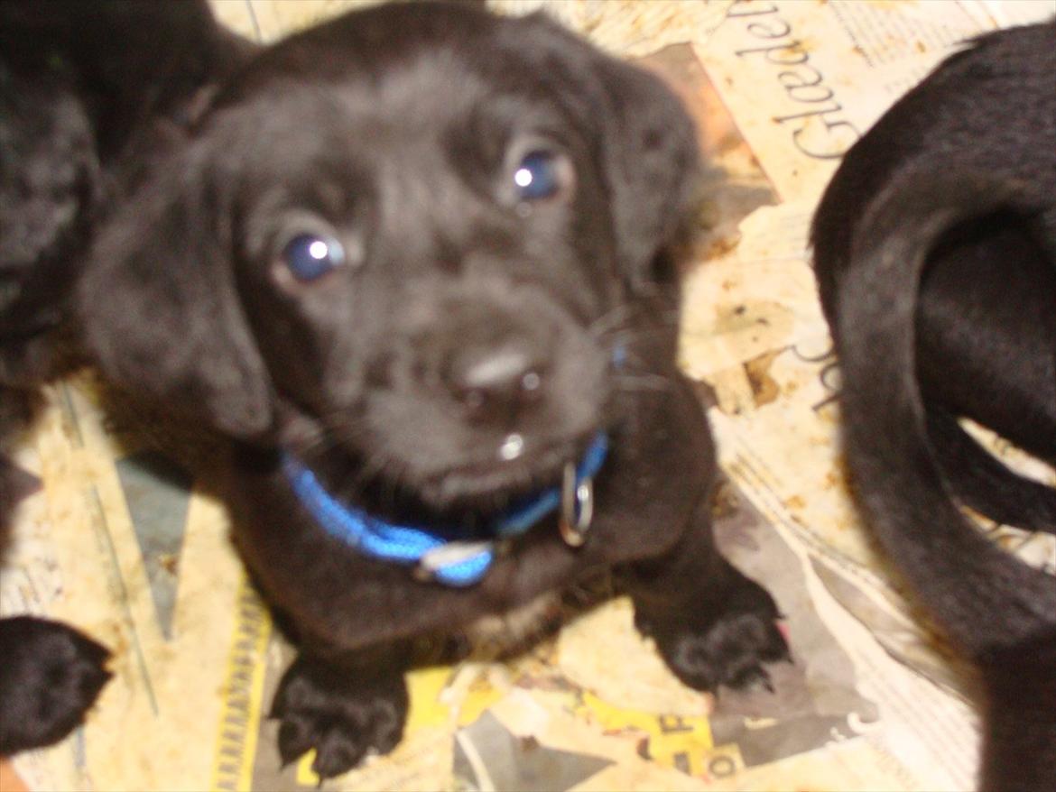 Blanding af racer Jazz - Var det mig du snakkede til?? billede 4