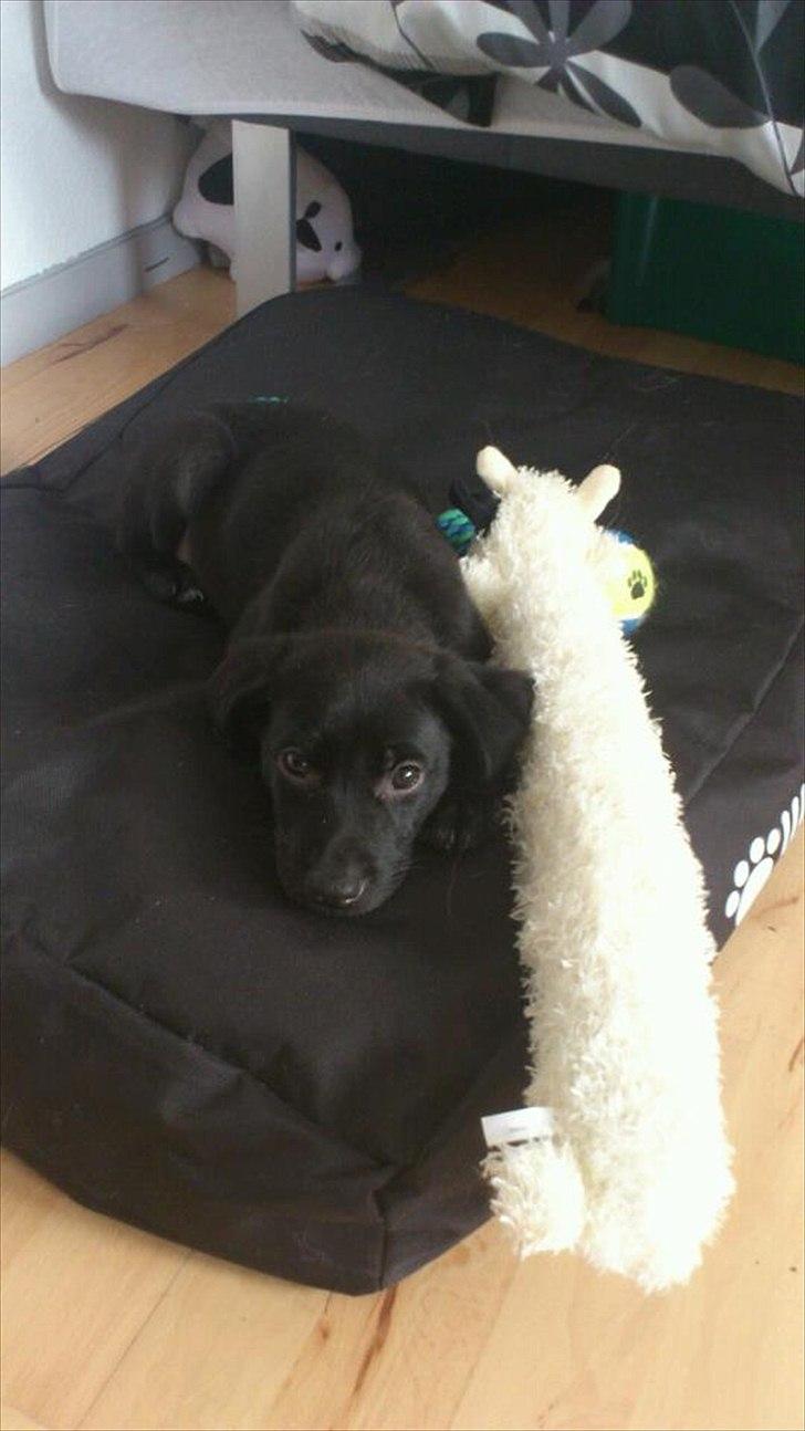 Blanding af racer Jazz - Min seng og min bamse billede 5