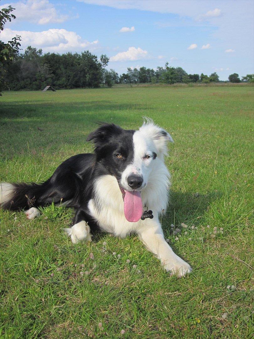 Border collie Calvin - Futta som han ser ud nu :) billede 16