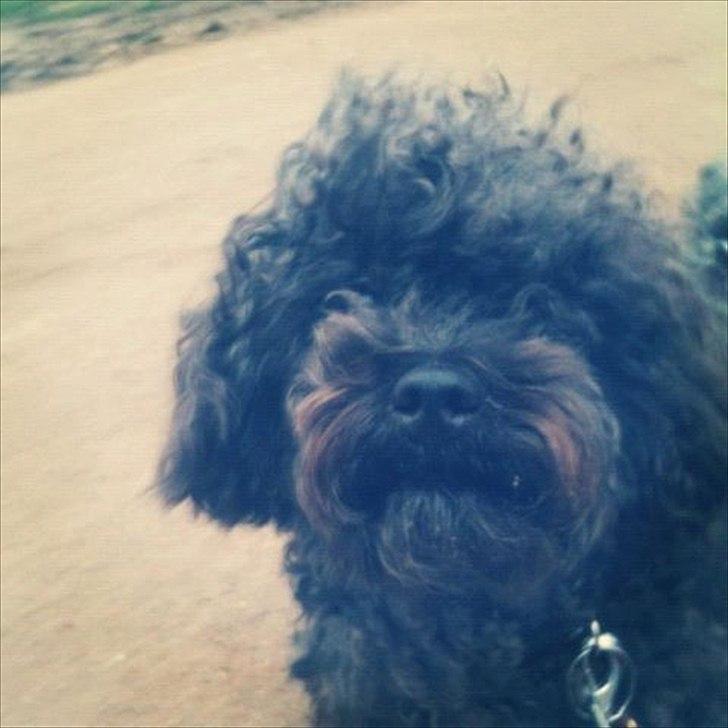 Dværgpuddel Niño - En ven for livet<3 billede 16