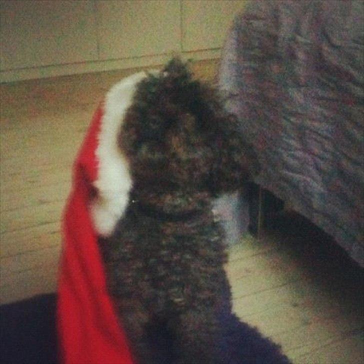 Dværgpuddel Niño - En ven for livet<3 billede 17