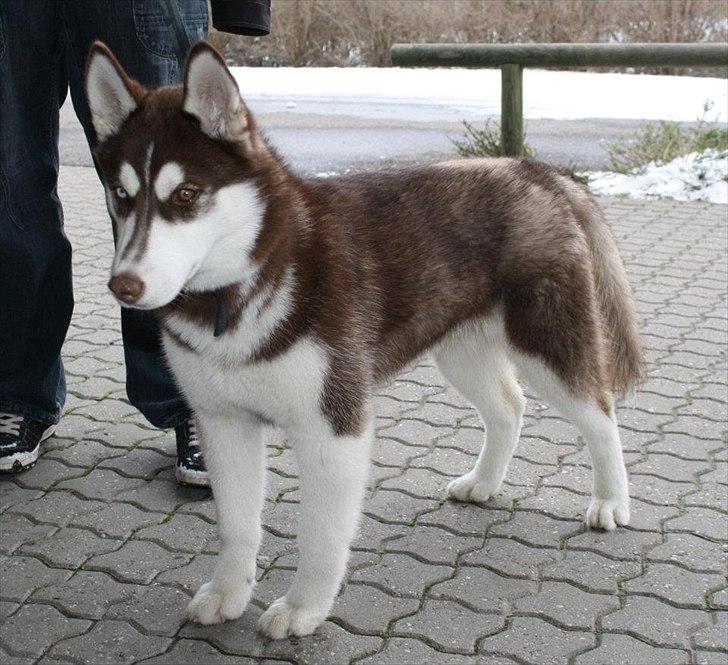 Siberian husky Ziska billede 13