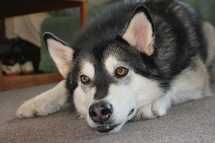 Alaskan malamute Laika *Aflivet* billede 23