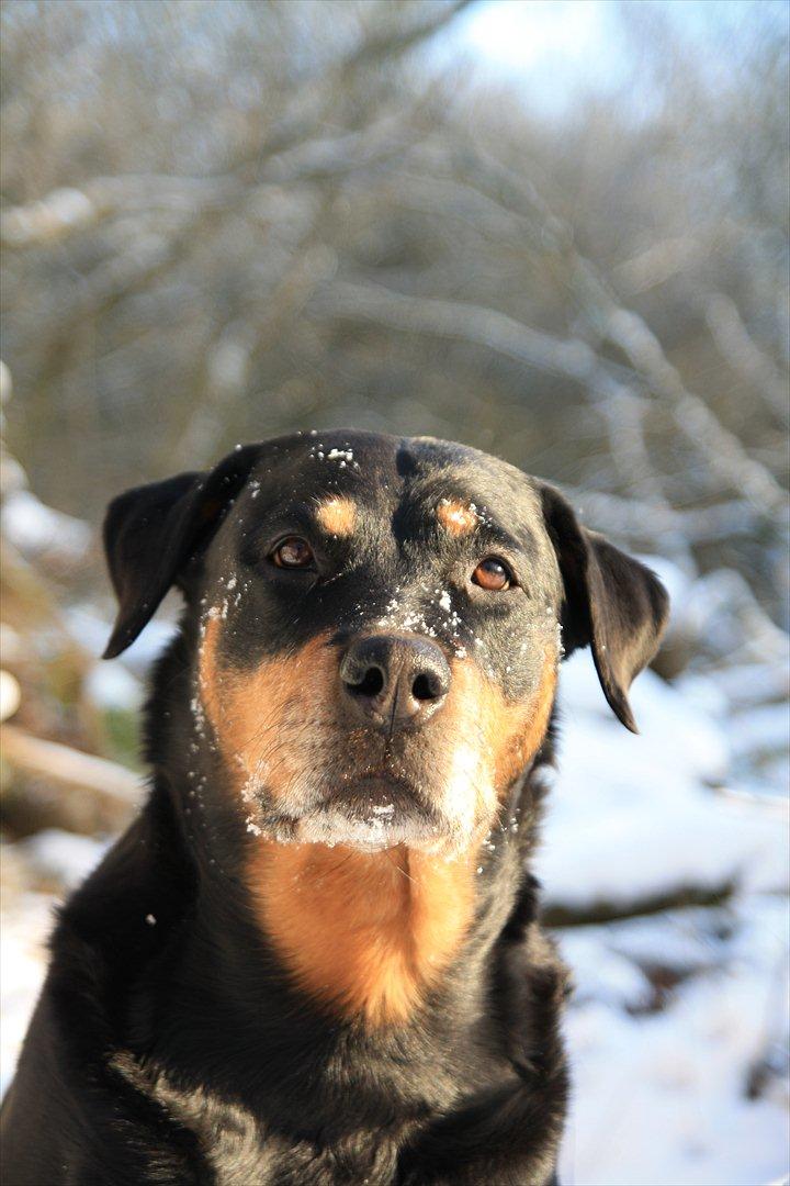 Rottweiler Tazja, fattiggårdens Foxy billede 1
