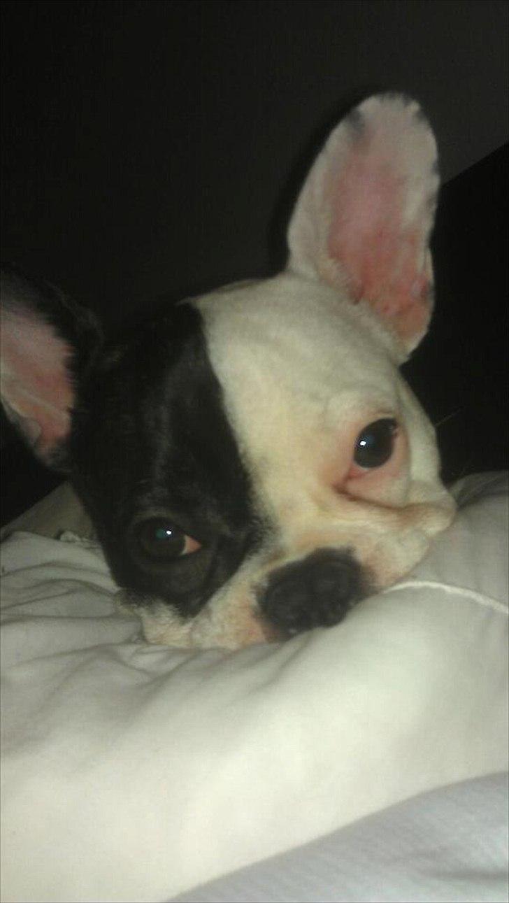 Fransk bulldog * Snuggi * billede 4