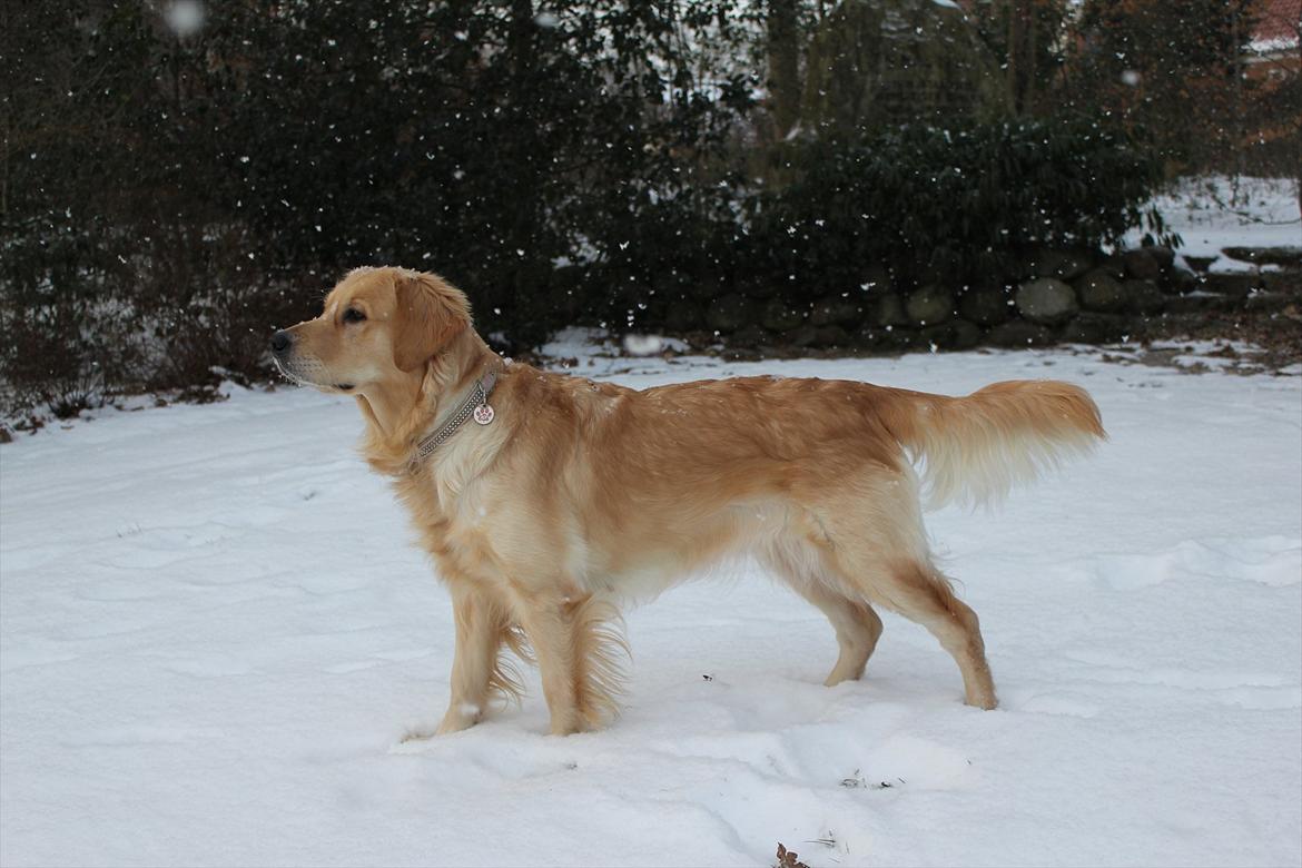 Golden retriever Liva - Liva i sneen :) 4. februar 2012 billede 20