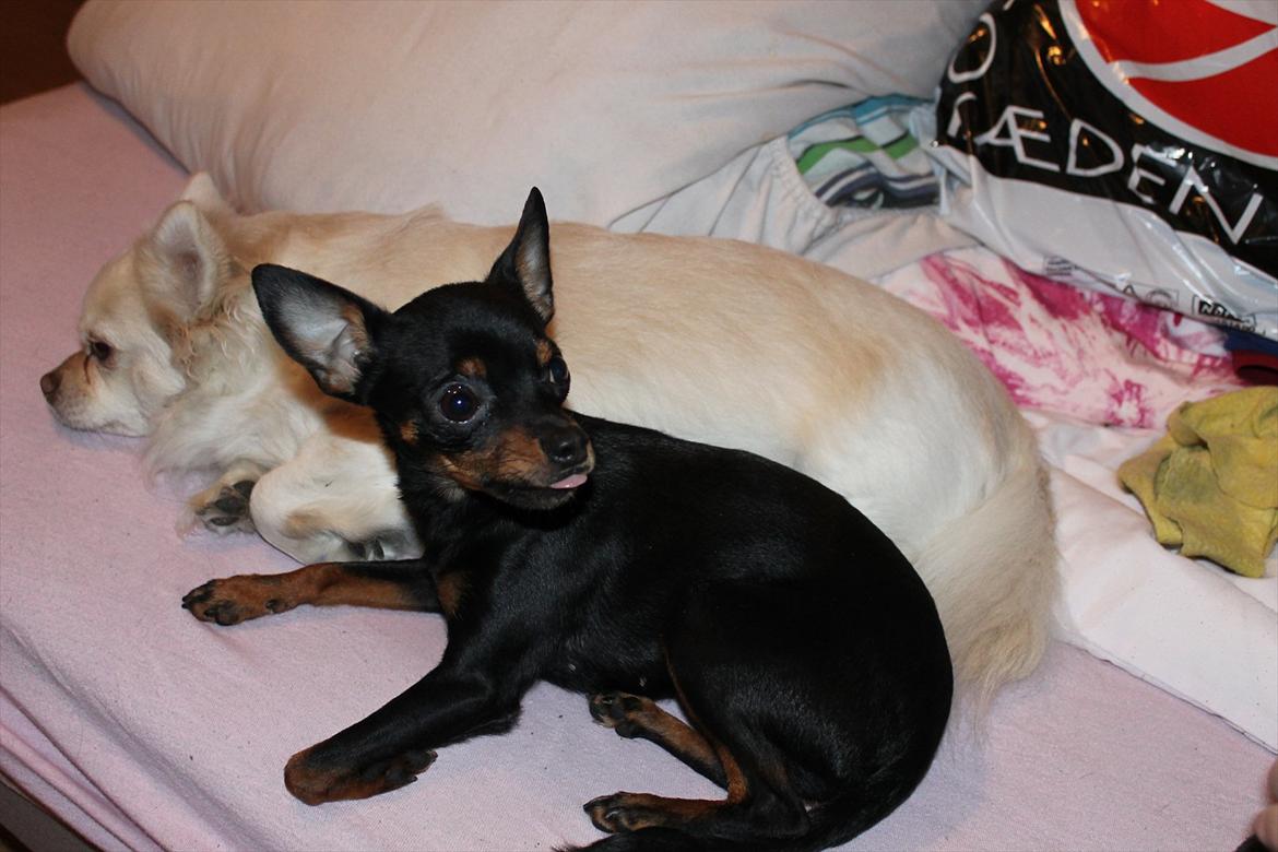 Dvaergpinscher mini mee - kan du ikk li´din mor mere billede 10