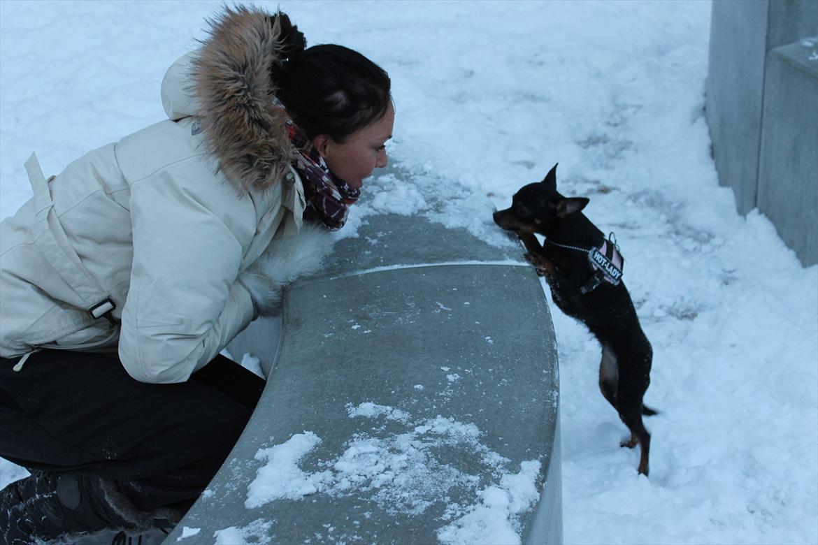 Dvaergpinscher mini mee - du kan ikk nå mig , hehehehe billede 11