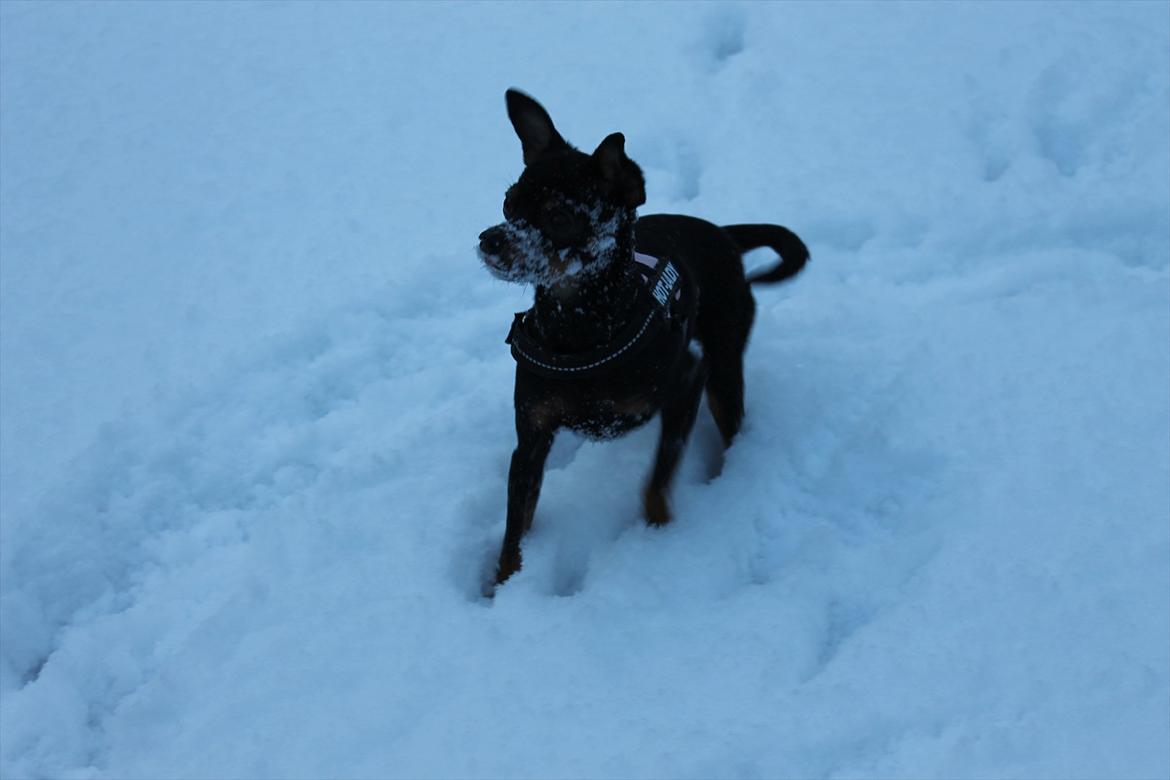 Dvaergpinscher mini mee billede 12