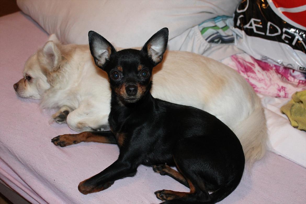 Dvaergpinscher mini mee billede 13