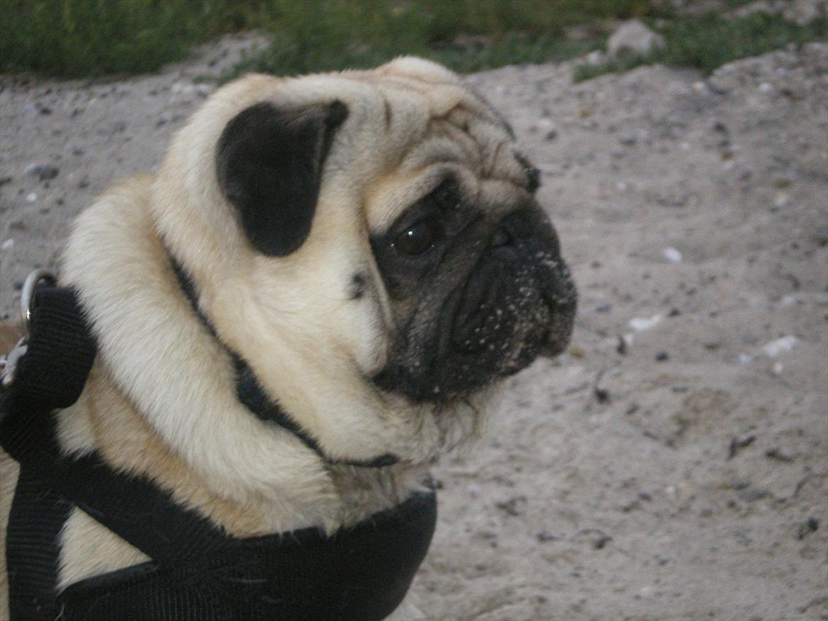 Mops Loui (Dreng) - Hvor er du nysgerrig! billede 3