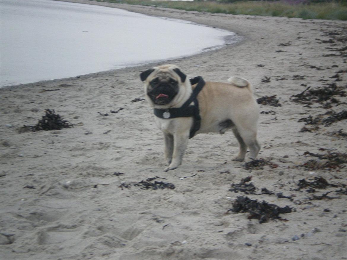 Mops Loui (Dreng) - Hvor er du dog fin. billede 4