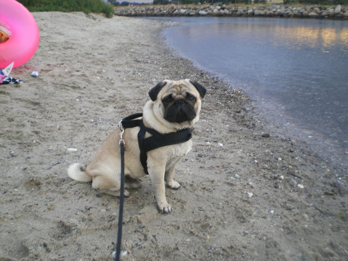 Mops Loui (Dreng) - Nurh dreng. billede 5