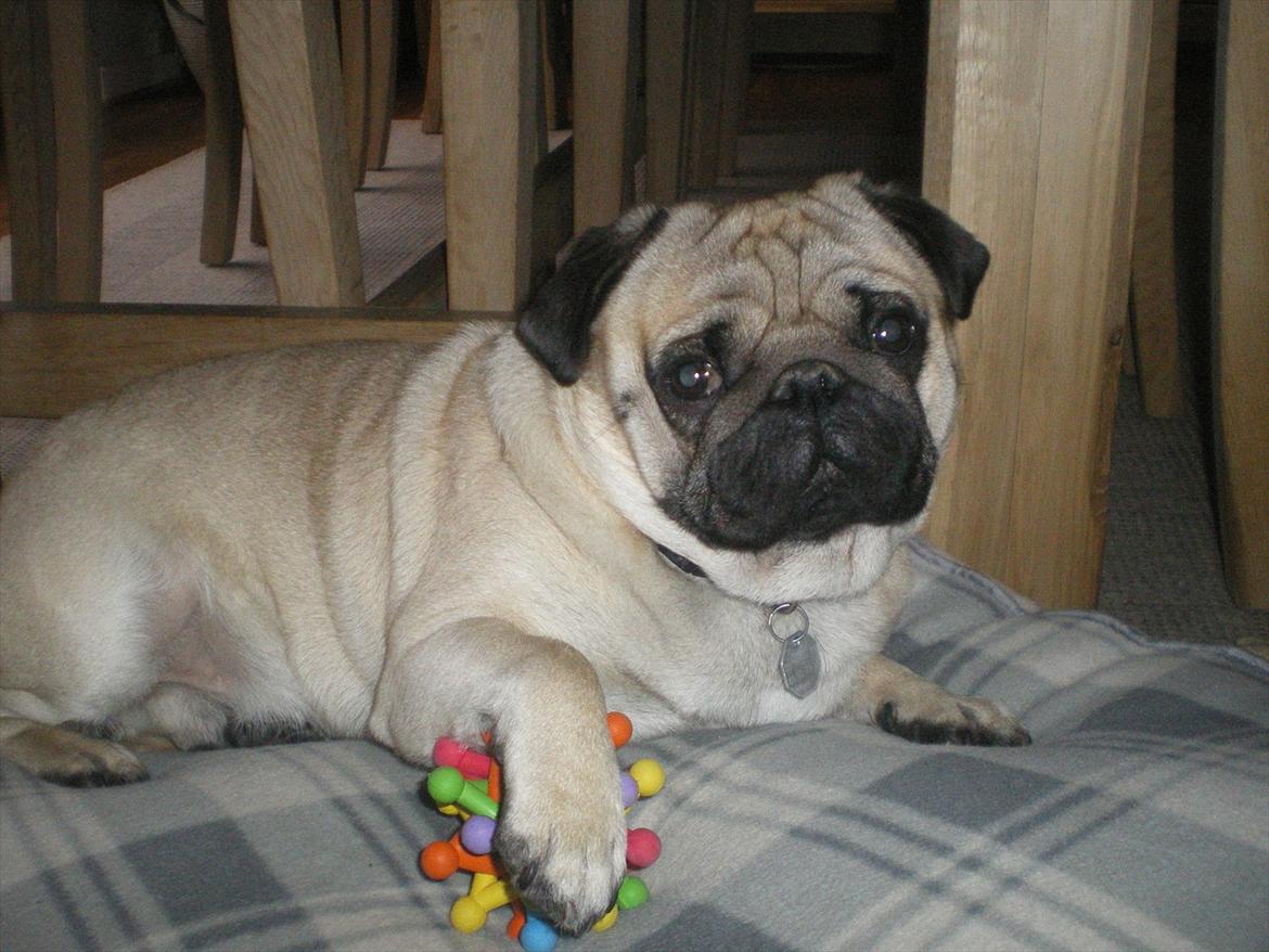 Mops Loui (Dreng) billede 6