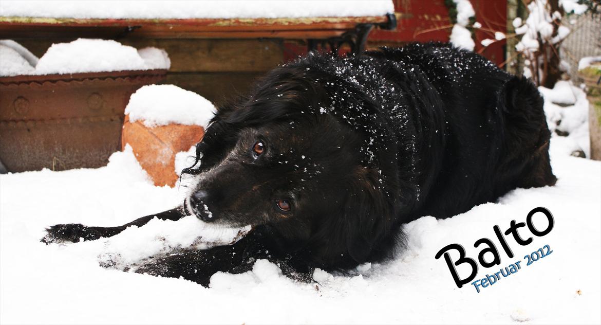 Blanding af racer Balto - Balto i sneen 2012.  billede 24