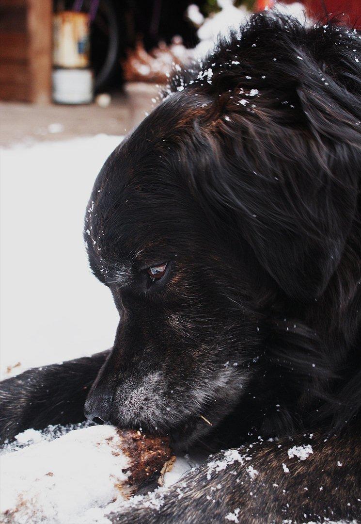 Blanding af racer Balto - Balto - Februar 2012.  billede 25