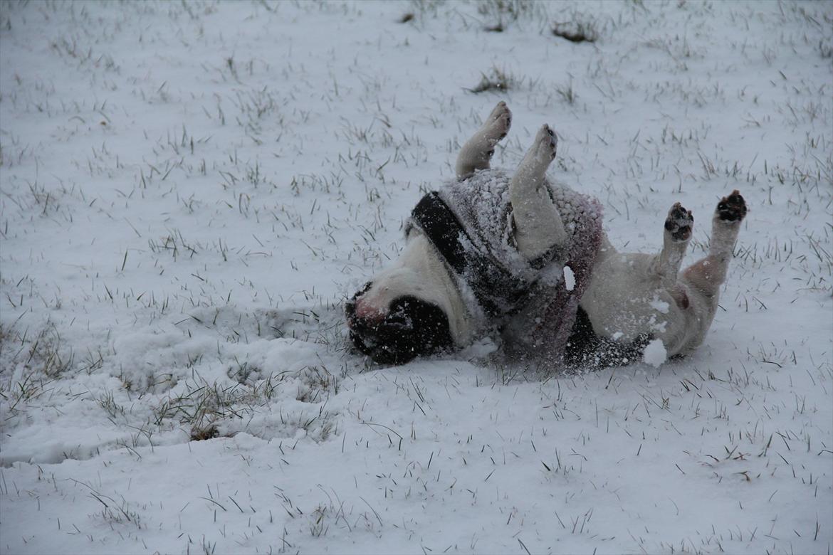 Fransk bulldog Albert - eeelllskkkeerrrr snnneeeee ;)  billede 16