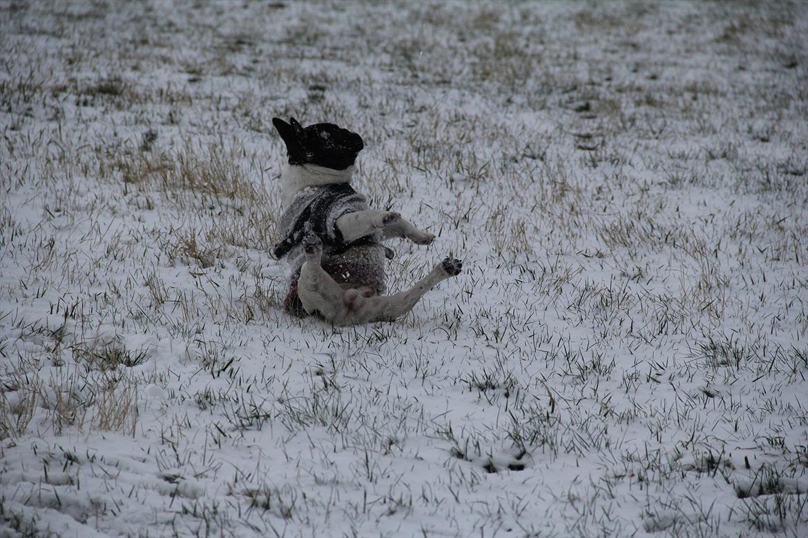 Fransk bulldog Albert - seee hva jeg ka :) billede 17