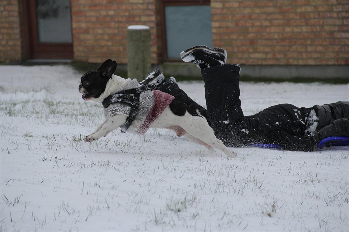 Fransk bulldog Albert billede 18