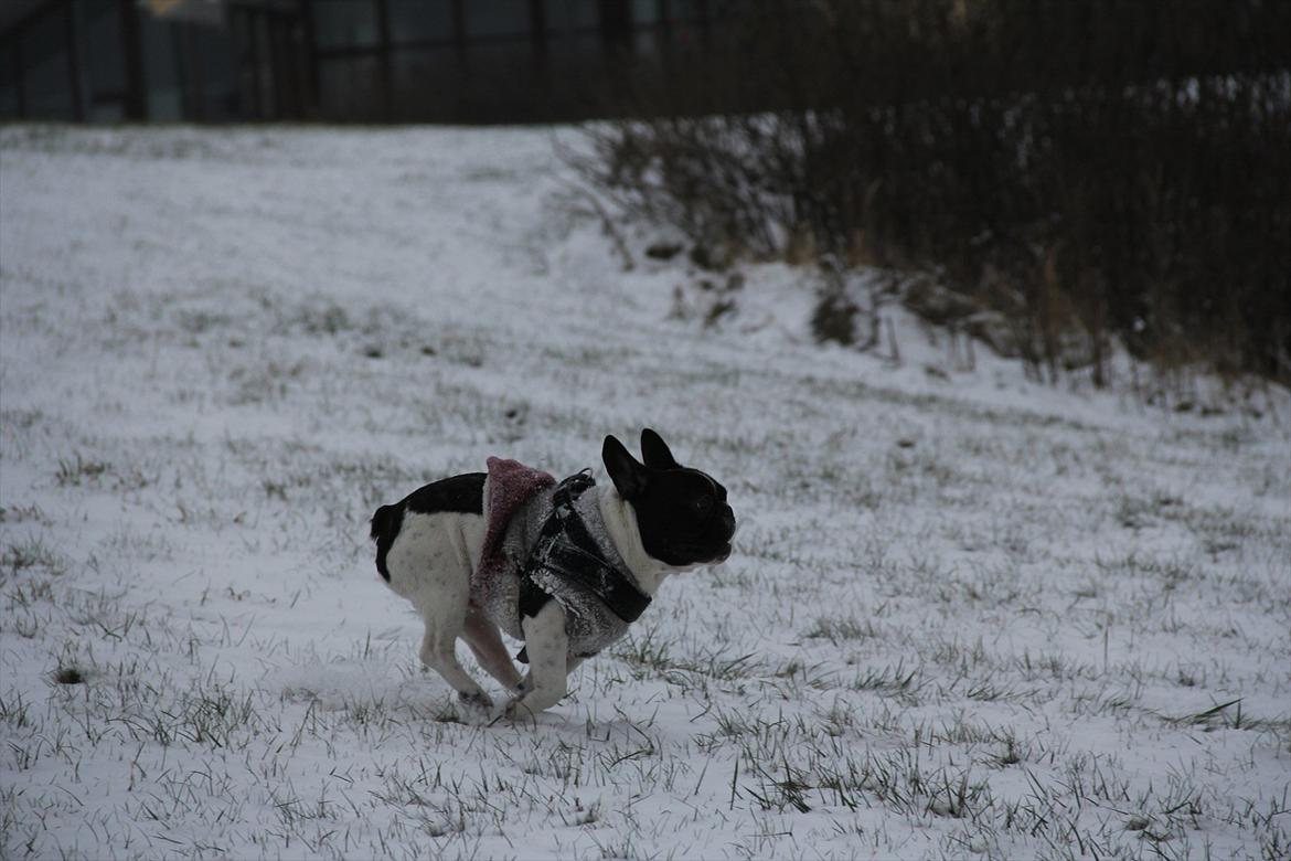 Fransk bulldog Albert billede 19