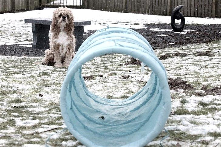 Amerikansk cocker spaniel Jamie - Venter på indkald og "tunnel" kommando billede 7