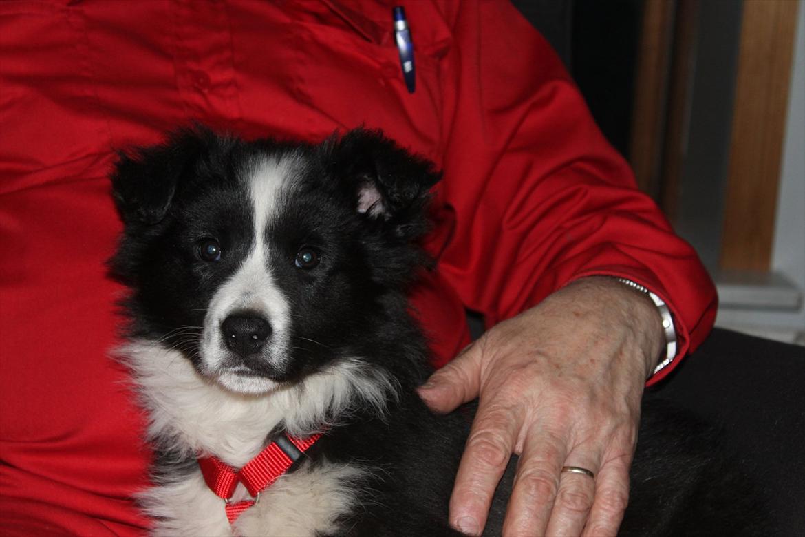 Border collie Toffie - 05.02.2012 lige kommet hjem billede 1
