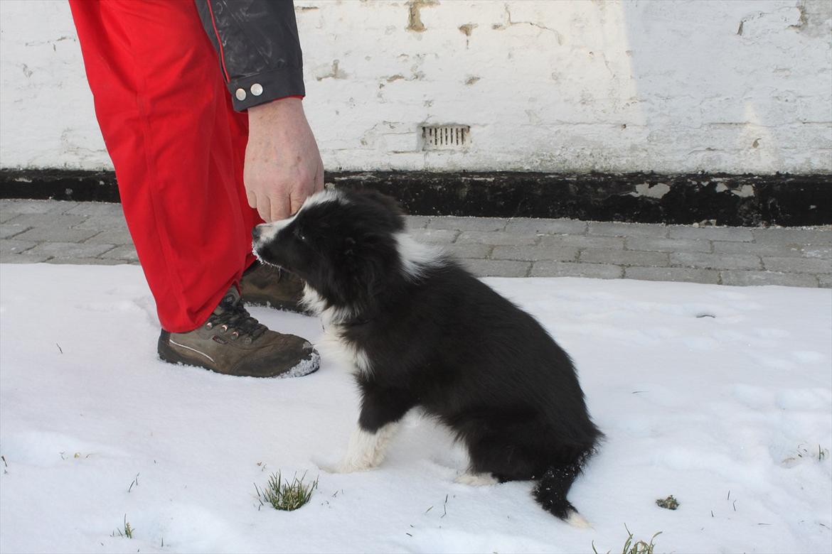Border collie Toffie billede 2