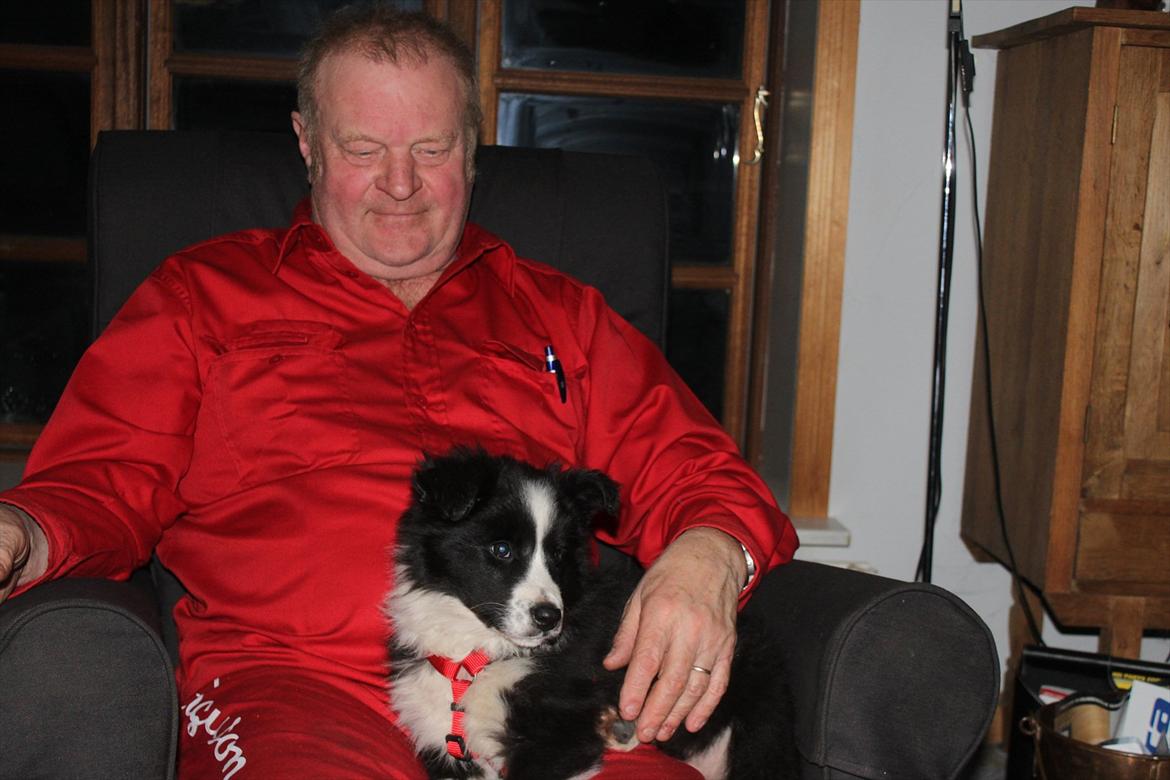 Border collie Toffie billede 3