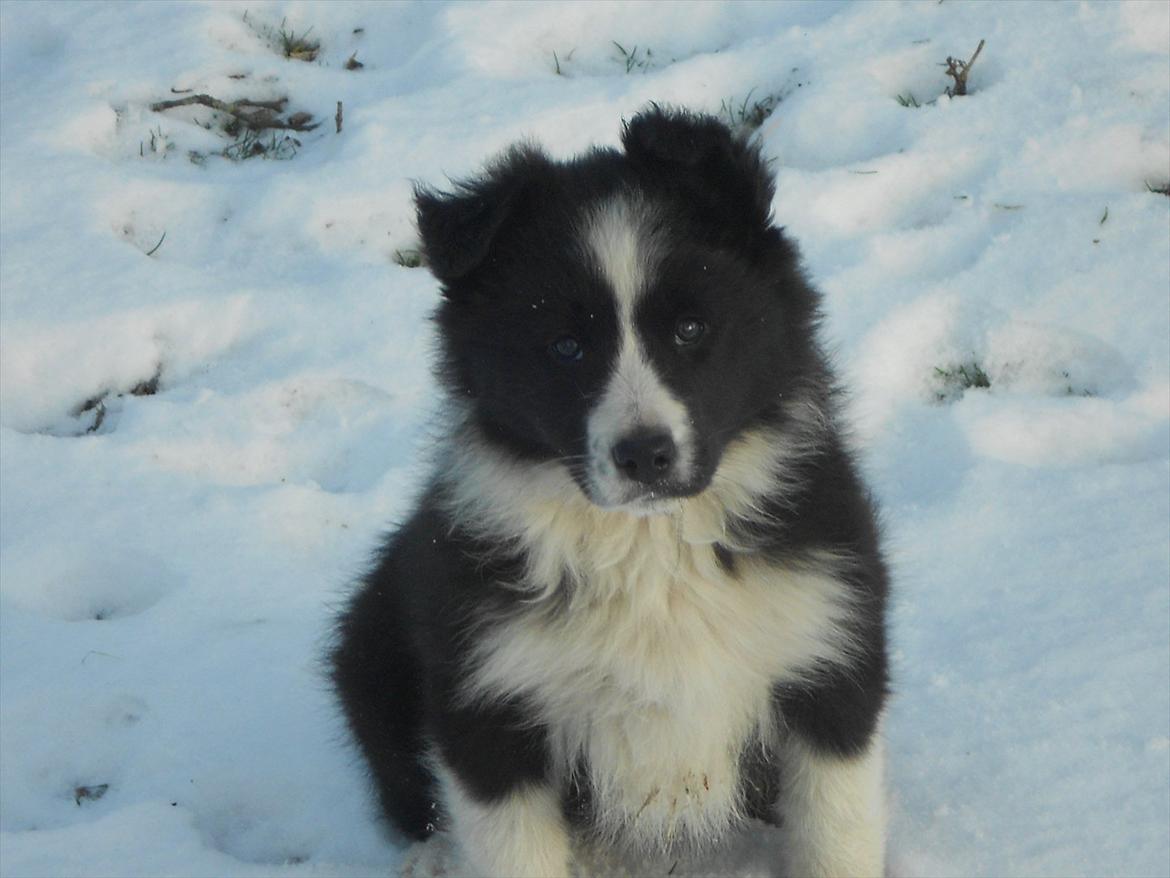 Border collie Toffie - 9 uger billede 4