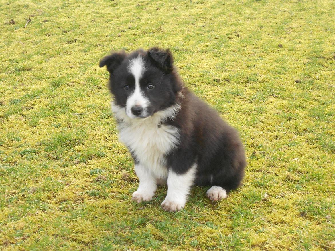 Border collie Toffie - 8 uger billede 5