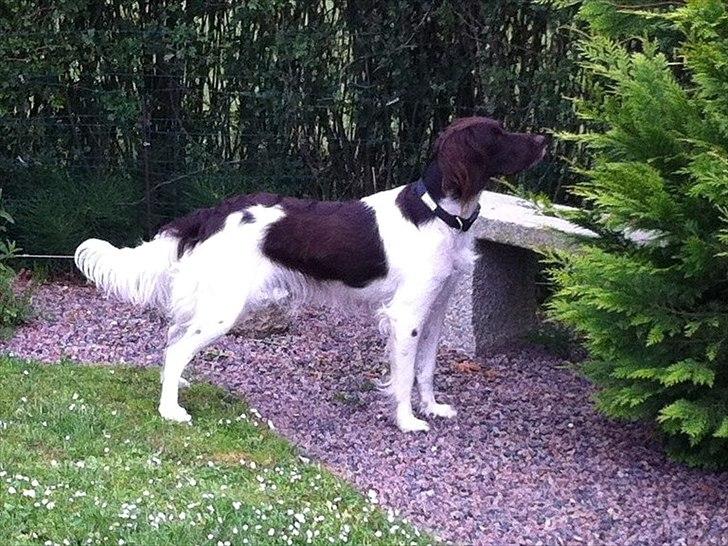 Kleiner münsterländer Celia billede 1