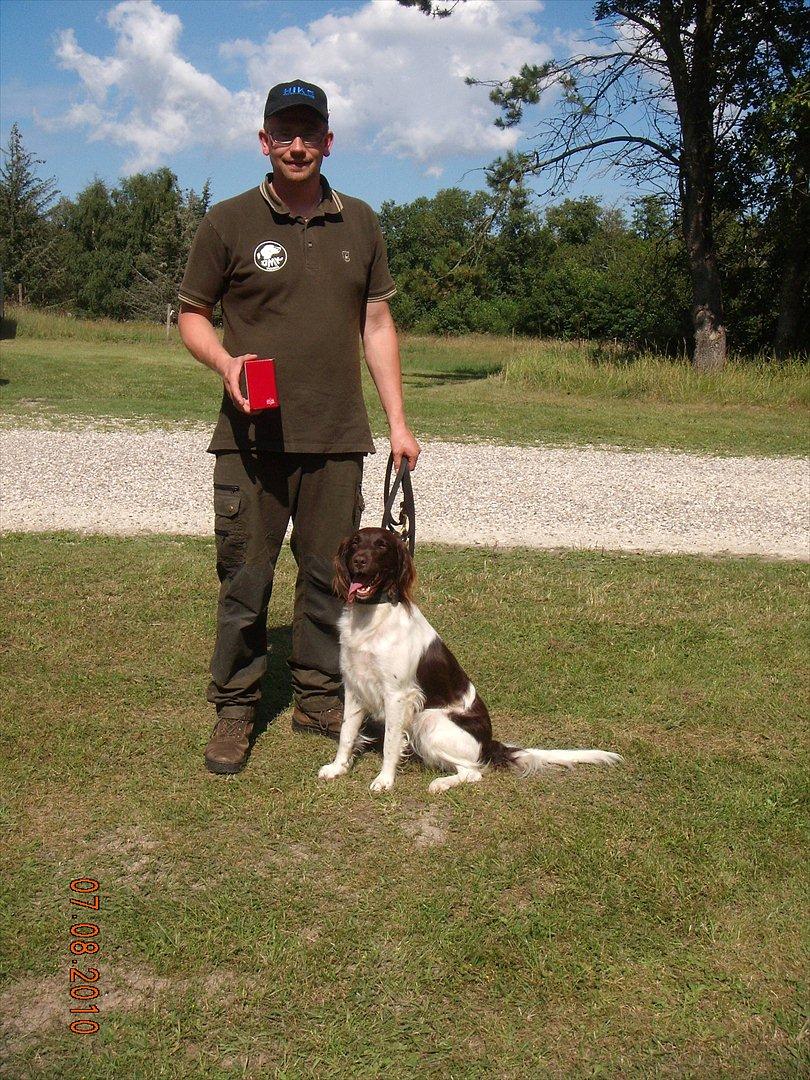 Kleiner münsterländer Celia - min far med verdens sødeste hund billede 2