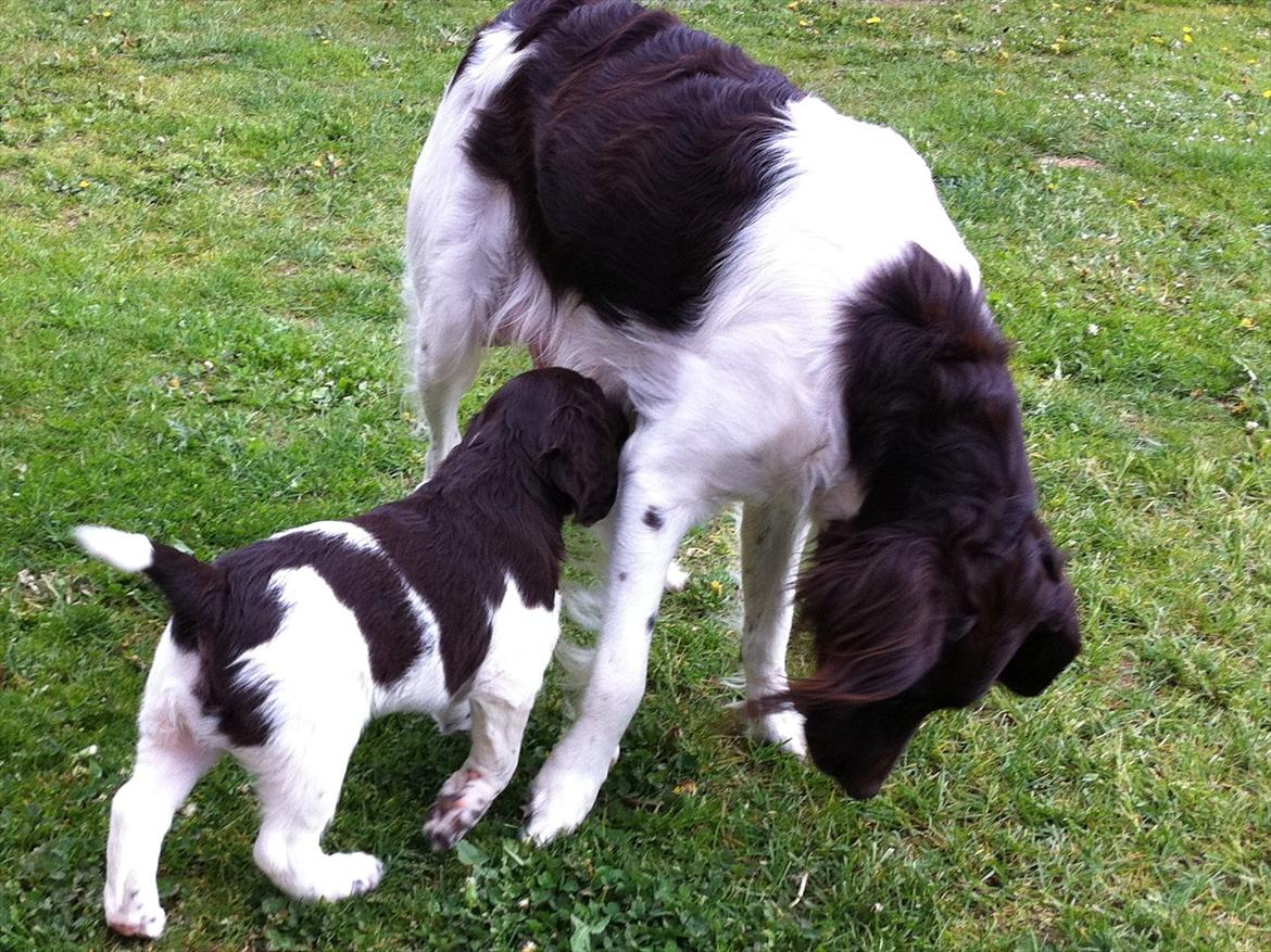 Kleiner münsterländer Celia billede 3