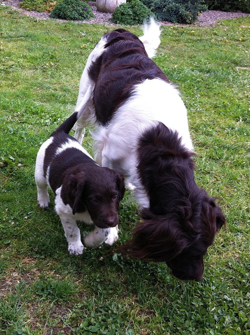 Kleiner münsterländer Celia billede 4